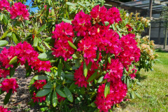 Wiesengrund Blumenpracht Rot