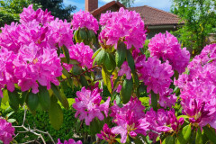 Blumenpracht-Wiesengrund-Pink